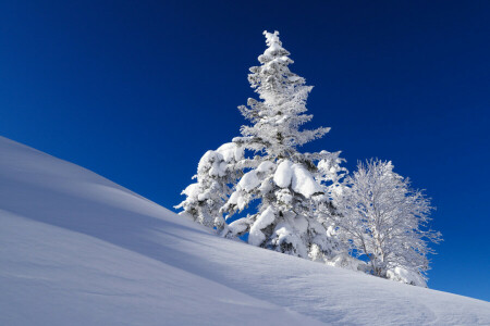 helling, sneeuw, net, de lucht, boom, winter