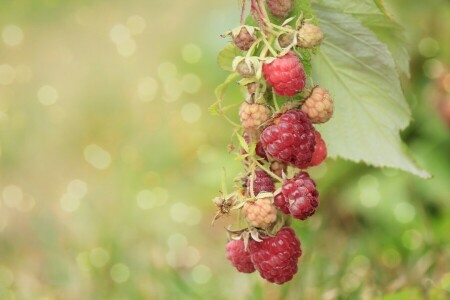 baies, branche, éblouissement, feuilles, framboise