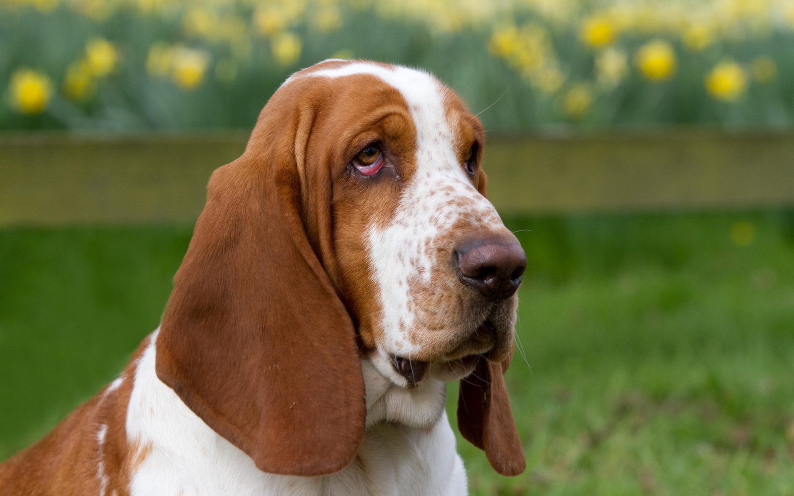 Guarda, cane, ogni, bassotto