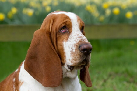 basset, hund, hver, se