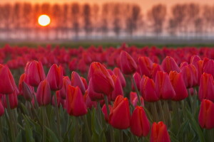 antecedentes, flores, tulipanes