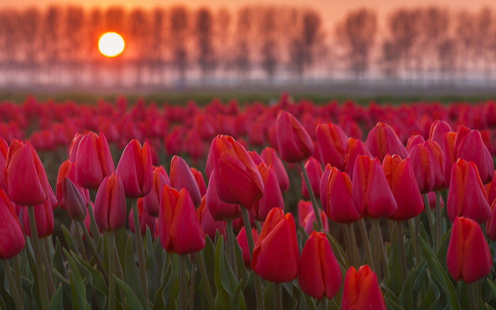 achtergrond, bloemen, tulpen