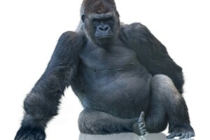 gorilla, aap, witte achtergrond