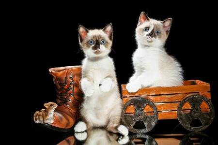 a couple, black background, kittens, Natalia Lays, Scottish straight, shoes, stand, truck