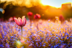 campo, flores, puesta de sol, Tulipán