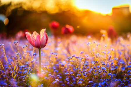 field, flowers, sunset, Tulip