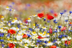 kamille, veld. natuur, bloemen, macro