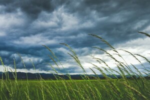 nuvens, campo, Relva, macro, o céu