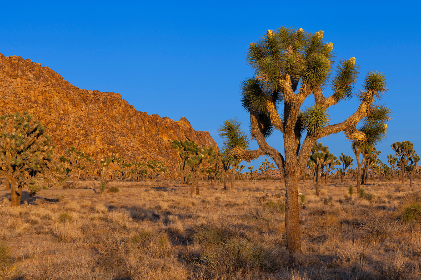 árbol, el cielo, puesta de sol, montañas