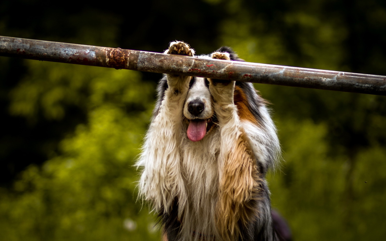 bakgrund, hund, varje