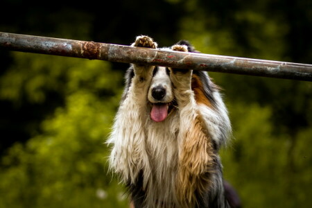 bakgrunn, hund, Hver