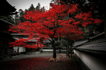 otoño, casa, hojas, árbol, yarda