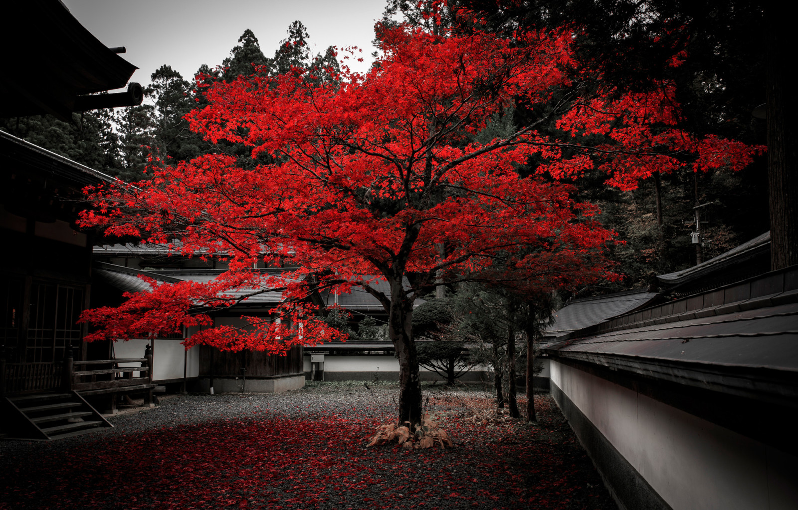 arbre, l'automne, maison, feuilles, Cour