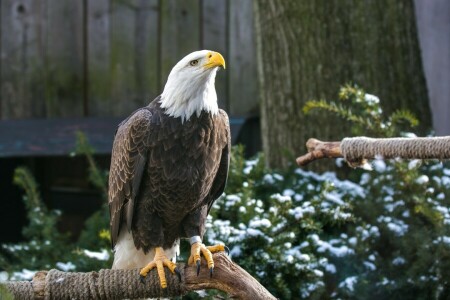 bald eagle, beak, bird, paws, predator