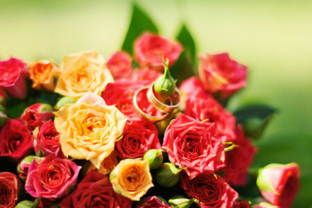 fleurs, rouge, Rose, des roses, Jaune