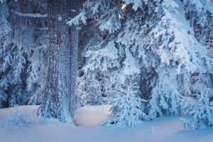 branches, forest, snow, the snow, trees, winter