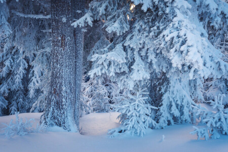 branches, forêt, neige, la neige, des arbres, hiver