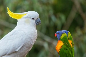 uccelli, Capo, Cacatua, Loricati, pappagalli