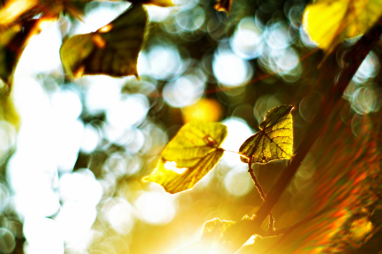 leggero, natura, le foglie