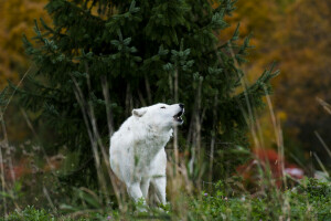 fundo, natureza, Lobo