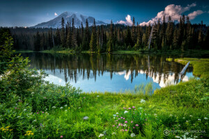 fleurs, forêt, Lac, Montagne, Rainier, Etat, stratovolcan, été