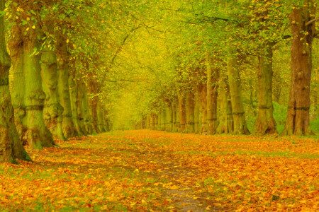 Gasse, Herbst, Blätter, Park, Bäume