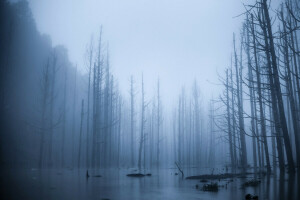 flood, fog, forest, spill, trees