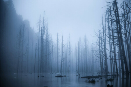 inundar, niebla, bosque, derramar, arboles