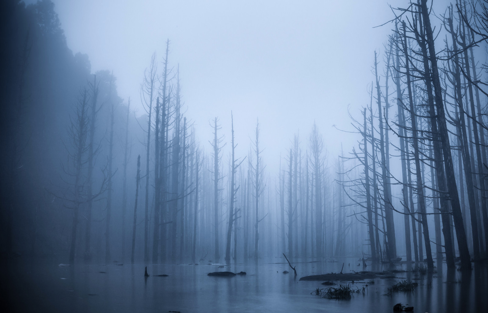 foresta, alberi, nebbia, versare, alluvione