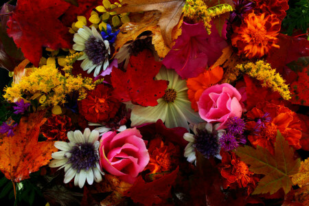 autumn, bouquet, leaves, petals, Still life