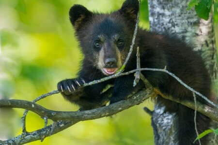 Baribal, Bjørn, gren, cub, tre