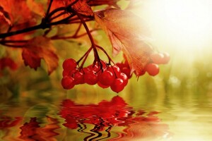 Herbst, Beeren, Collage, Kalina, Natur, Wasser