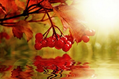 autumn, berries, collage, Kalina, nature, water