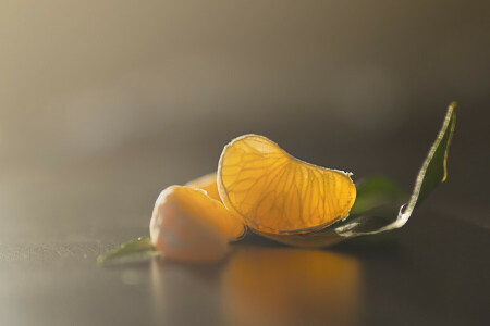 feuille, macro, mandarine