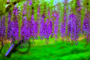 větve, hrozny, kvetoucí, květiny, stromy, Wisteria