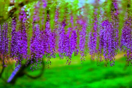 grener, bunter, blomstring, blomster, trær, Wisteria