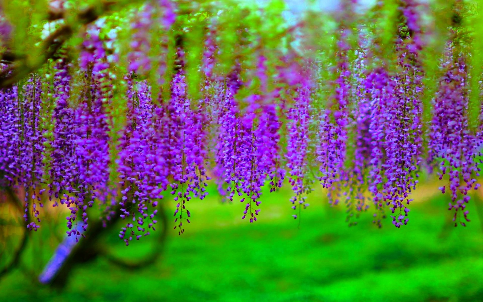 branches, trees, flowers, flowering, bunches, Wisteria