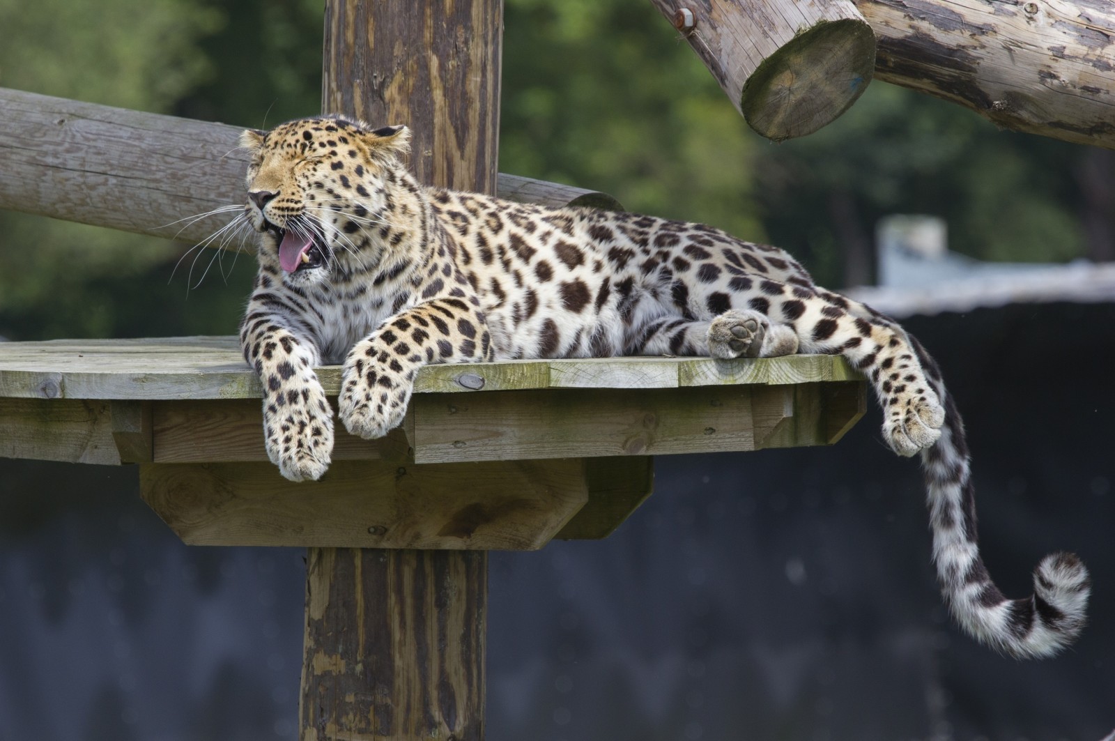 Schwanz, Pfoten, Raubtier, wilde Katze, bleibe, gähnt, Zoo, Der Amur-Leopard