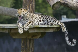 pattes, prédateur, rester, queue, Le léopard de l'Amour, chat sauvage, bâillements, zoo