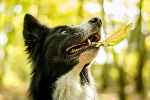 cane, ogni, Guarda, foglio