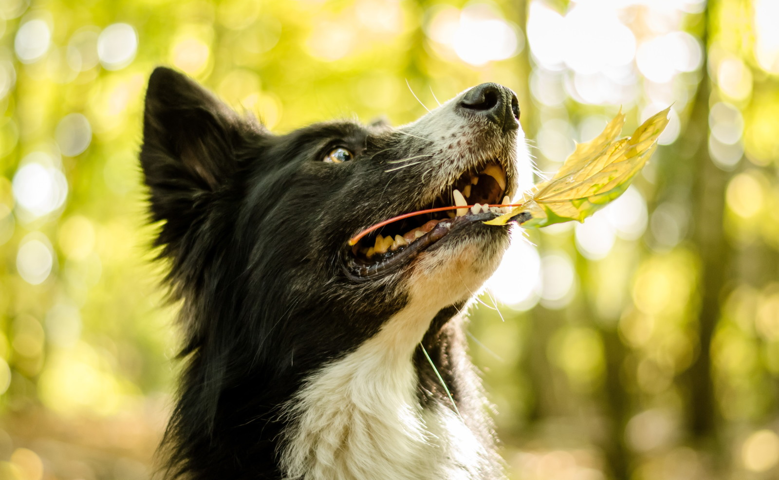 aussehen, Hund, jeder, Blatt