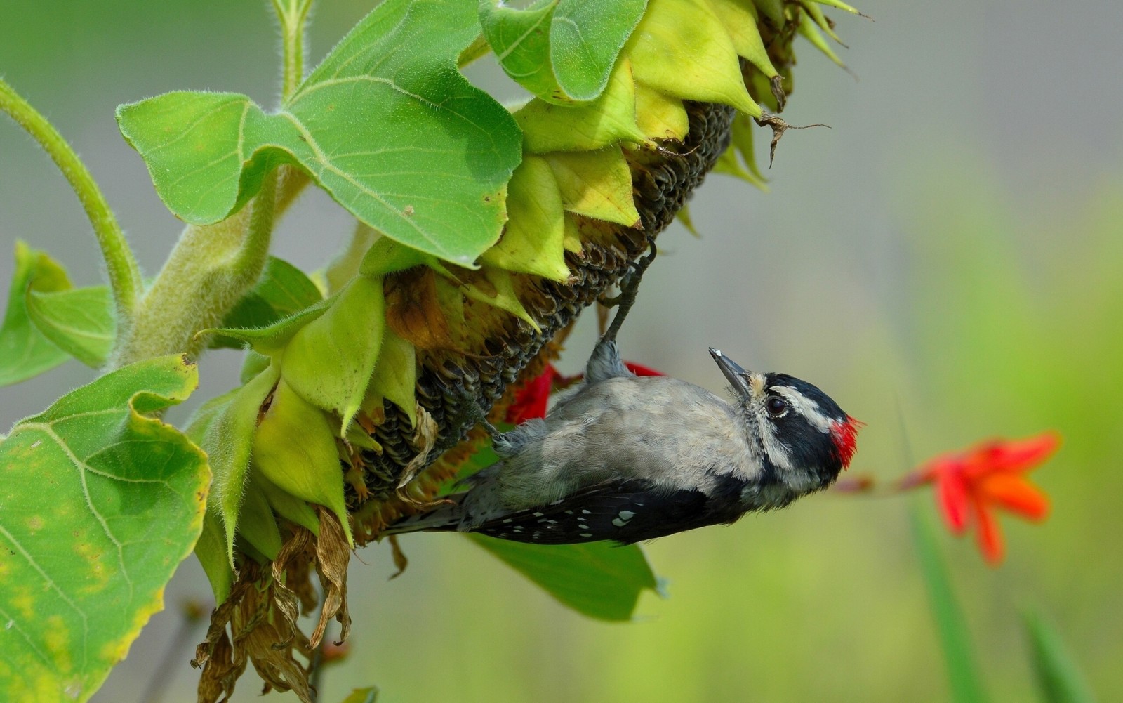 macro, bird, woodpecker, sunflower, seeds