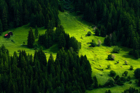 herbe, légumes verts, Maisons, Prairie, Montagne, pente, Suisse, des arbres