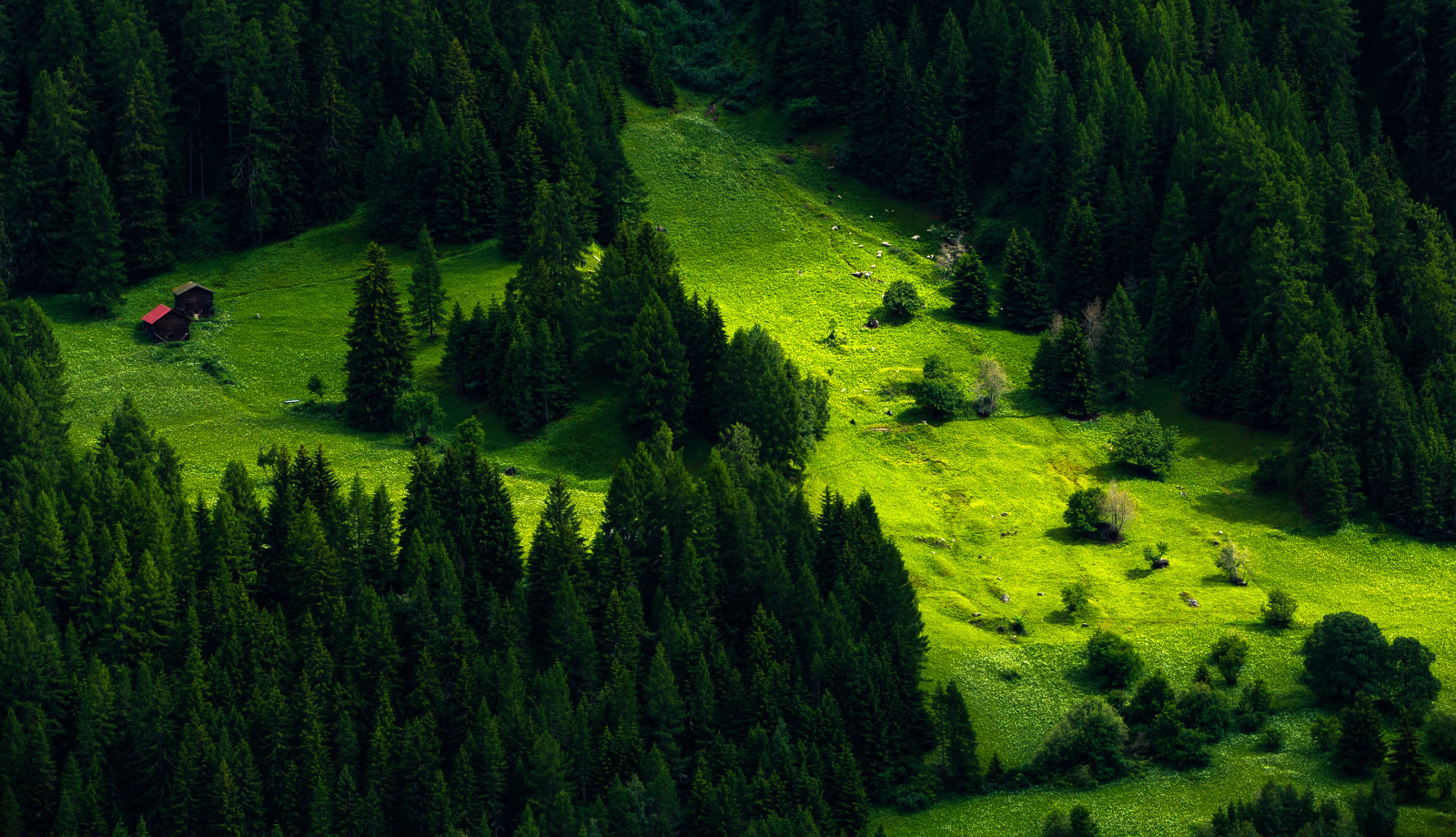 grass, Switzerland, Mountain, trees, greens, meadow, slope, Houses