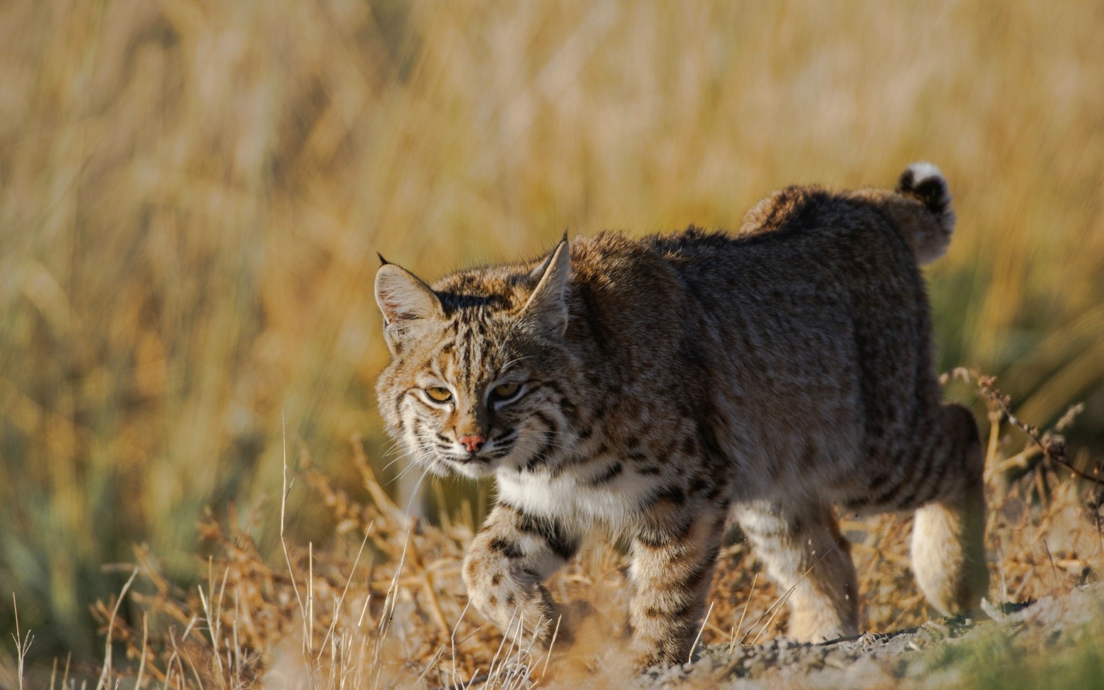 depredador, gato salvaje, lince