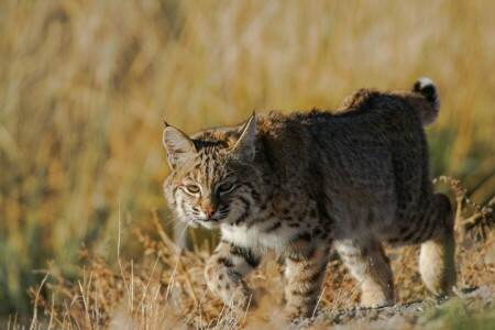 Luchs, Raubtier, wilde Katze