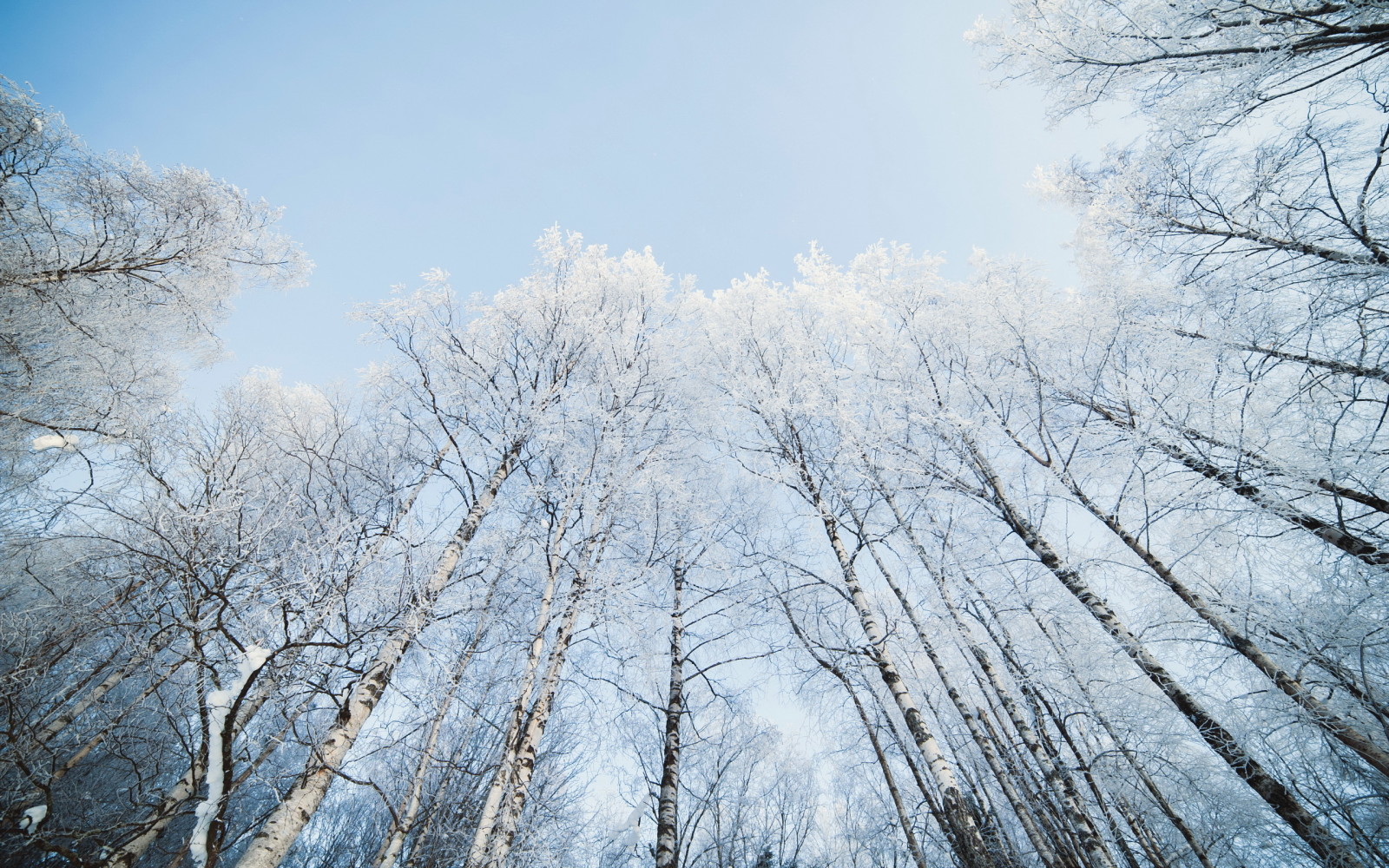 sneeuw, natuur, de lucht, berk