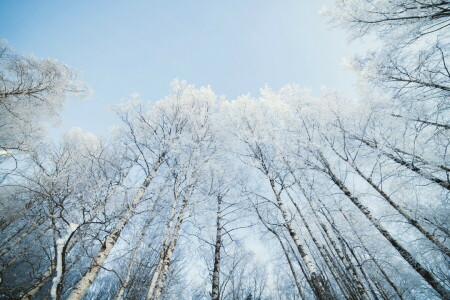 bétula, natureza, neve, o céu