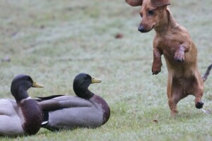 uccelli, Bassotto, danza, cane, anatra, discorso, la situazione