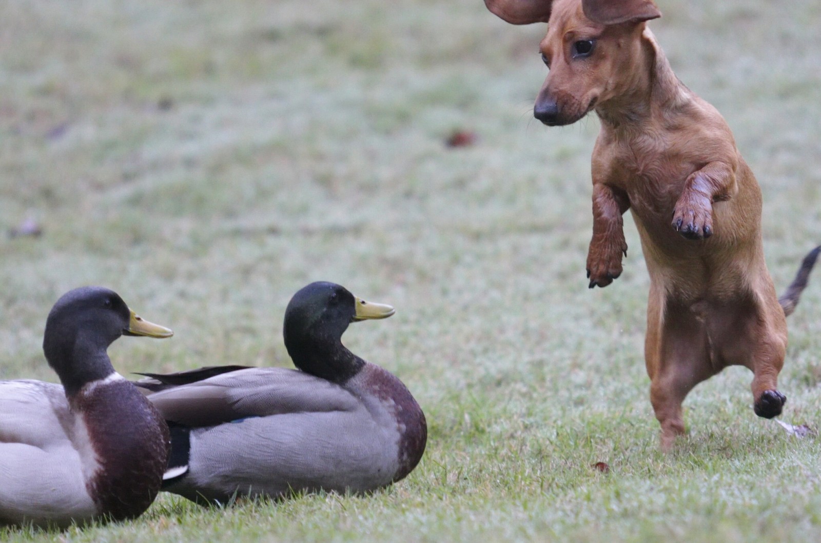 hund, danse, fugler, situasjonen, and, Dachshund, tale